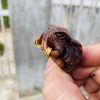 mặt nhẫn con voi