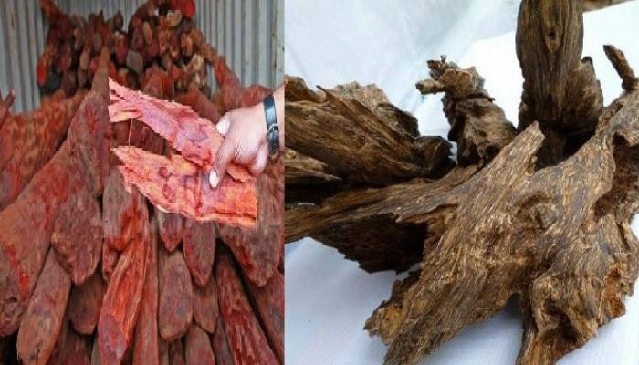 Tìm hiểu về gỗ đàn hương và trầm hương