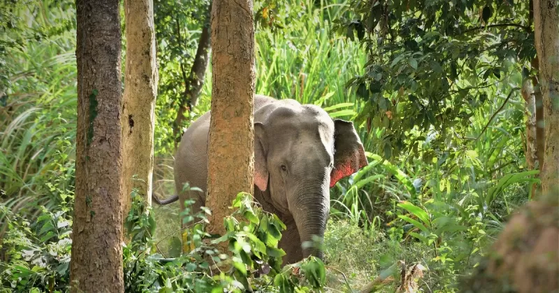 Bảo tồn voi trong tự nhiên
