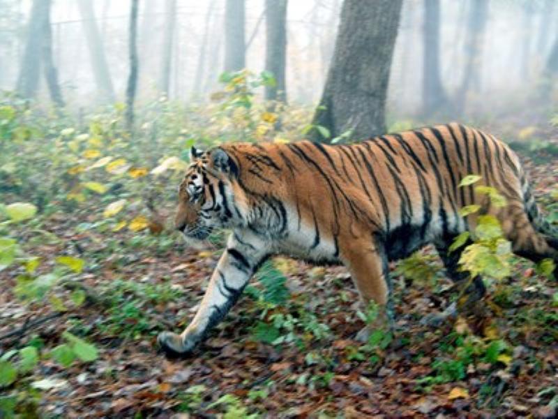 Bảo vệ loài hổ