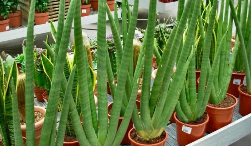 Cách Bảo Quản Mặt Phật Ngà Voi Đúng Cách