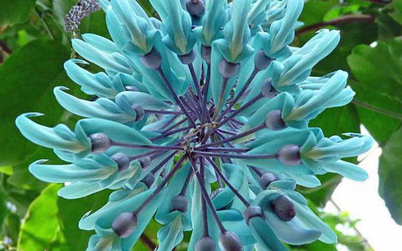 Chăm sóc hoa móng cọp