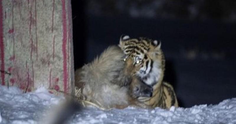 Chó sợ nanh hổ - Phản ứng bản năng của chó khi gặp nanh hổ