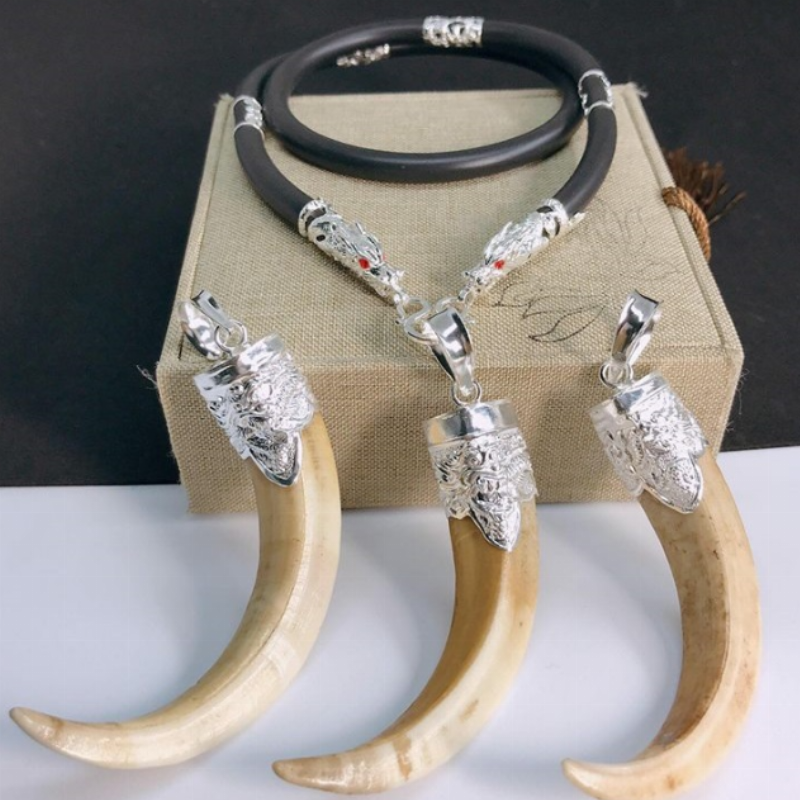 Cách chọn nanh heo rừng: Kích thước, hình dáng và nguồn gốc