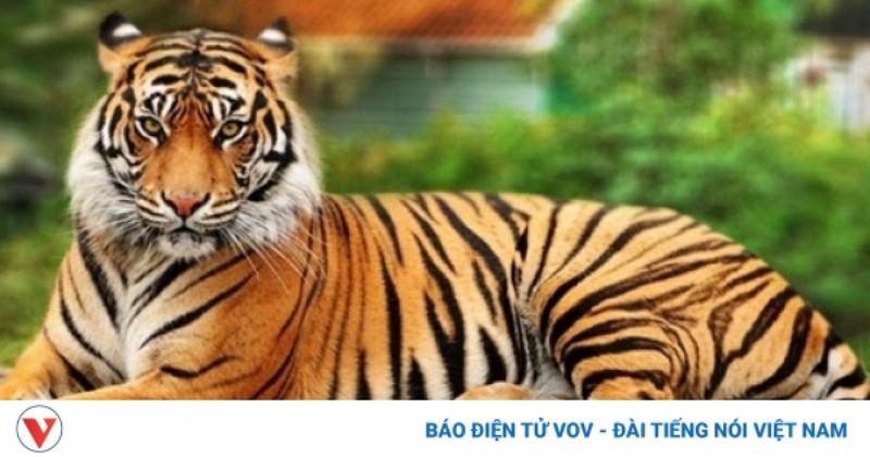 Hình ảnh nanh hổ đẹp, sắc nét, thể hiện uy quyền và sức mạnh của chúa sơn lâm