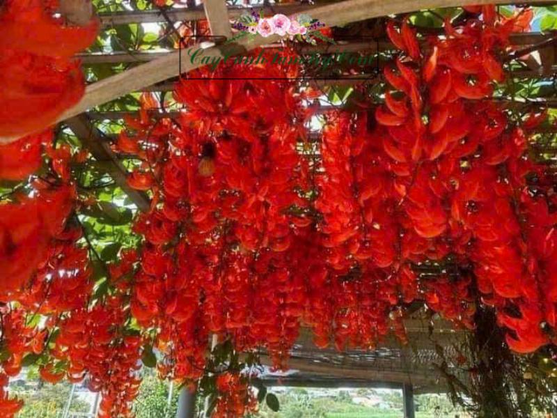 Hoa móng cọp nở rộ vào mùa xuân