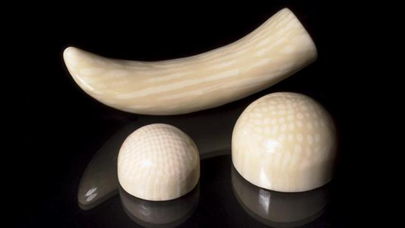 Kiểm tra vân Schreger trên ngà voi thật