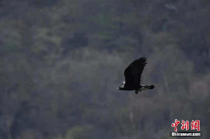 Lợn rừng khổng lồ trong tự nhiên: Hình ảnh một con lợn rừng to lớn với kích thước ấn tượng trong môi trường sống tự nhiên