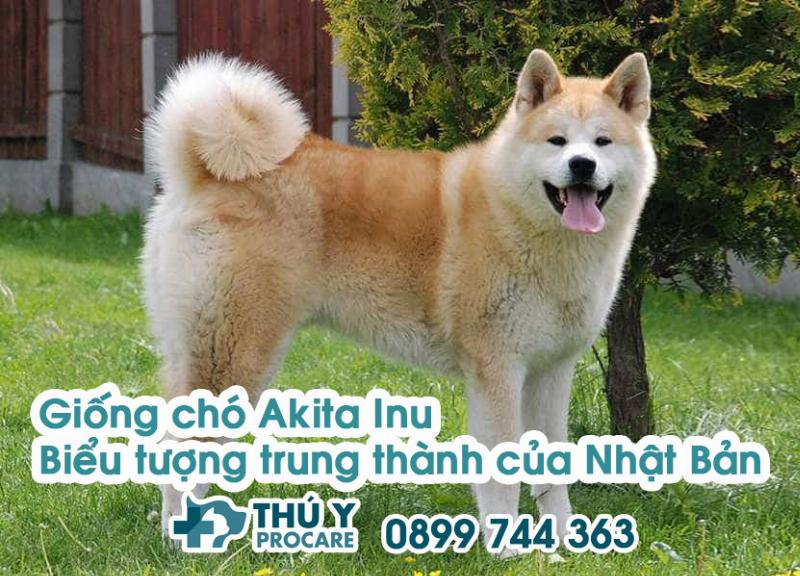 Lợn rừng và biểu tượng sức mạnh trong văn hóa