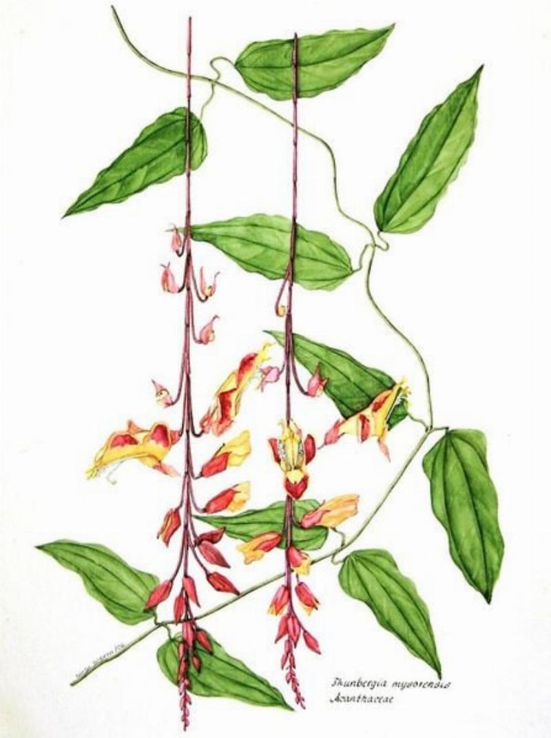 Lưu ý khi sử dụng móng cọp