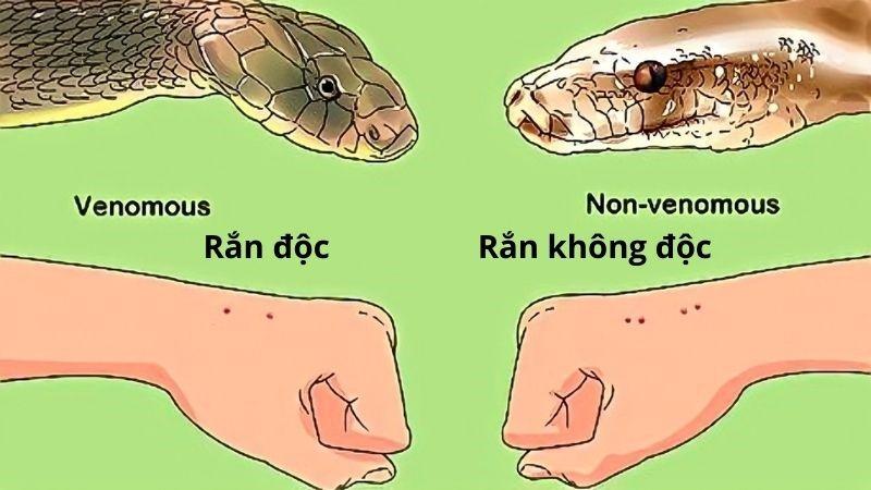 Lưu ý khi sử dụng nanh hổ trong phong thủy: Hình ảnh minh họa về cách đặt nanh hổ đúng cách trong nhà hoặc nơi làm việc, cùng với những lưu ý quan trọng cần ghi nhớ.