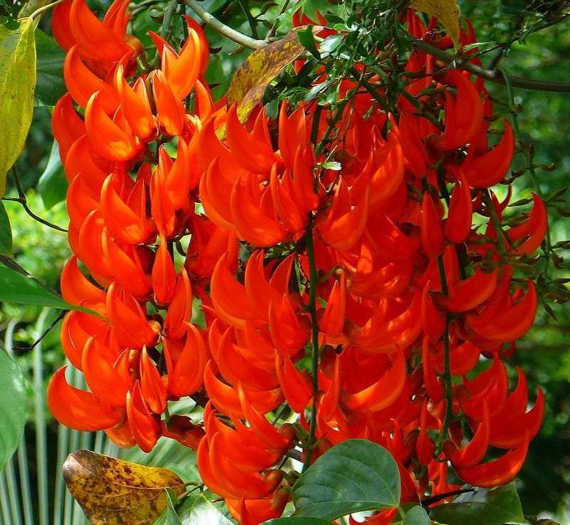 Móng Cọp Kích Thước Lớn và Giá Trị Cao