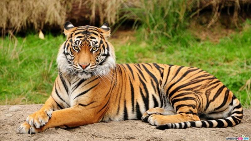 Móng Hổ Phong Thủy và Ý Nghĩa Tâm Linh của Nó