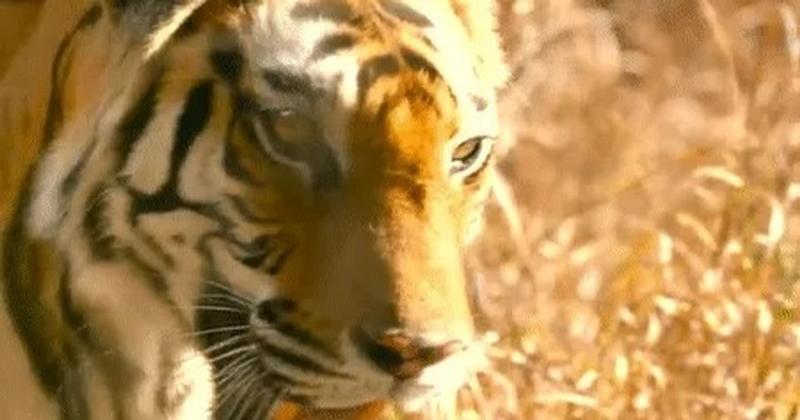 Móng vuốt hổ trong săn mồi