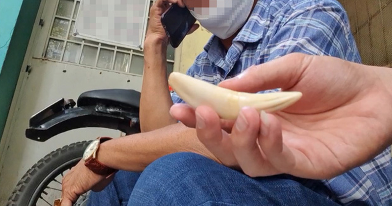 Kích thước nanh hổ trưởng thành