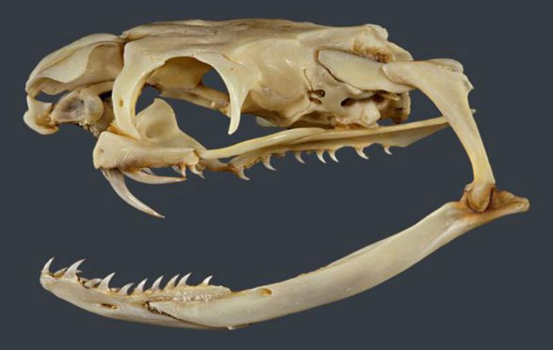 Hình ảnh nanh hổ mọc lại