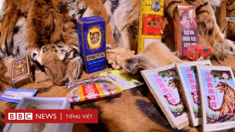 Nanh hổ dùng để trang trí trong nhà