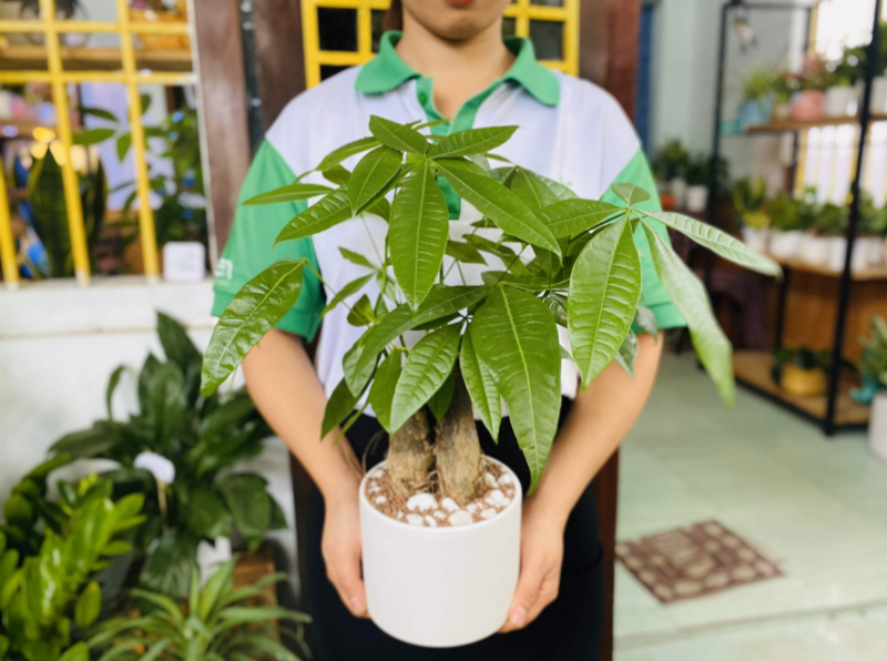 Nanh hổ được trưng bày trong nhà theo phong thủy