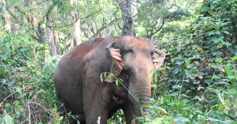 Hình ảnh minh họa nỗ lực bảo tồn voi và chống buôn bán ngà voi
