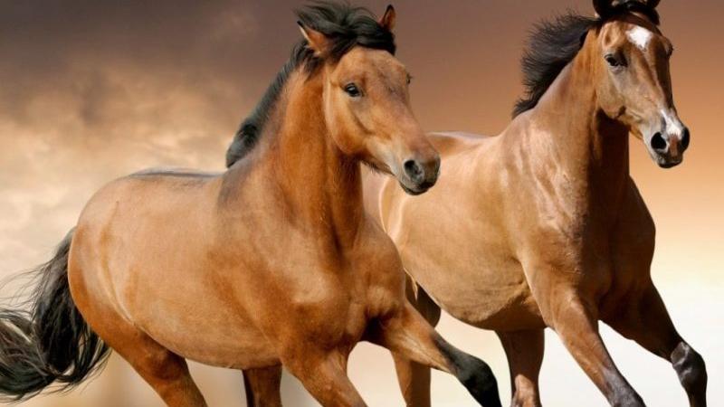 Ngà voi hợp tuổi Tý, Ngọ, Mão