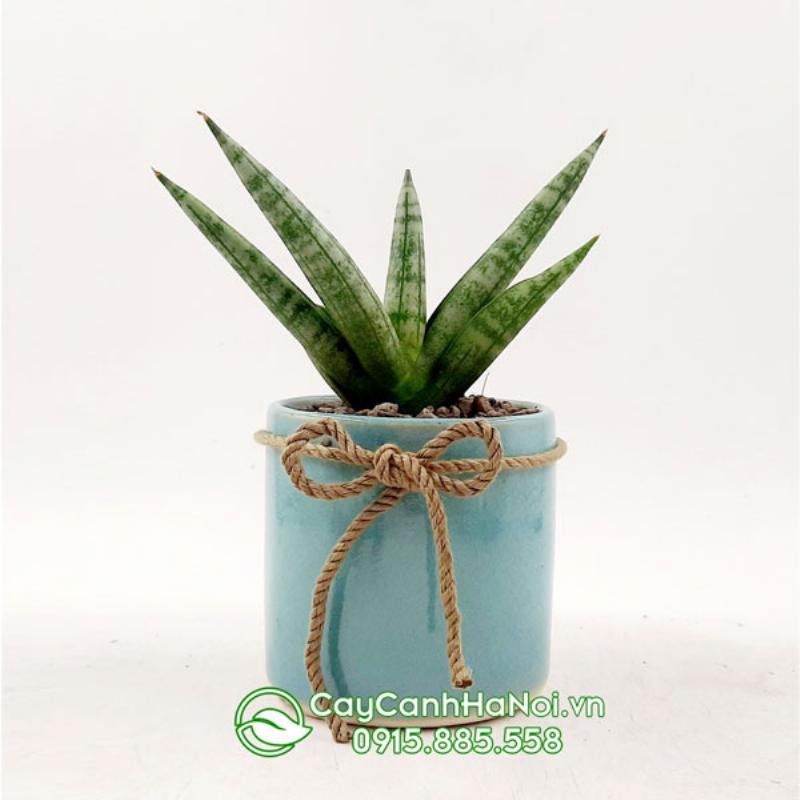 Hình ảnh minh họa ngà voi và tác dụng phong thủy