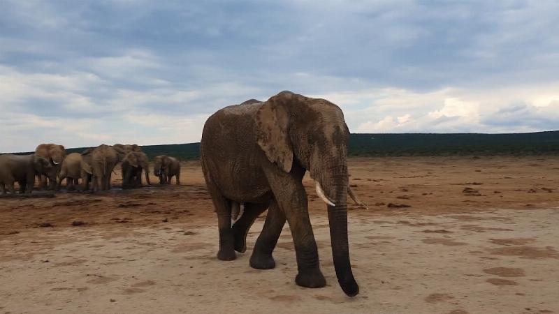 Tác dụng của ngà voi trong kinh doanh