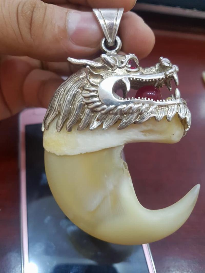 Phân Biệt Móng Cọp Thật và Giả