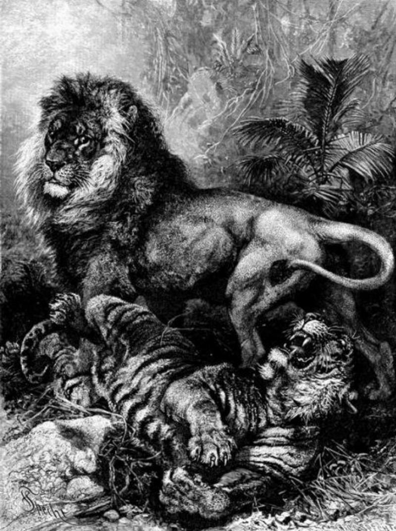 So sánh kích thước lợn rừng với các loài động vật khác: Hình ảnh minh họa so sánh kích thước của lợn rừng với gấu đen, bò tót non, chó sói và báo hoa mai.