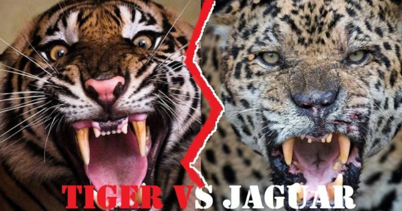 So sánh kích thước răng nanh hổ đực và hổ cái