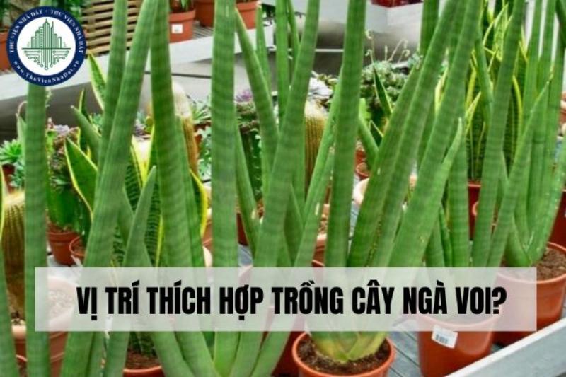 Vị trí đặt ngà voi trong nhà để tối ưu hóa tác dụng phong thủy