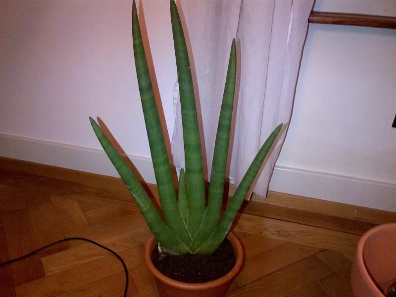 Vòng Ngà Voi và Công Dụng Chữa Bệnh Theo Dân Gian