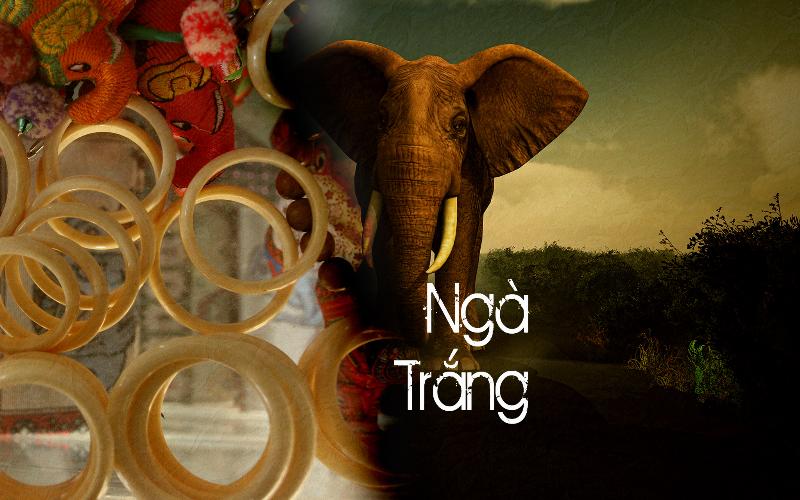 Ý nghĩa tâm linh của sừng ngà voi