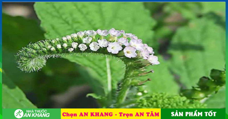 Cây thuốc vòi voi chữa viêm họng