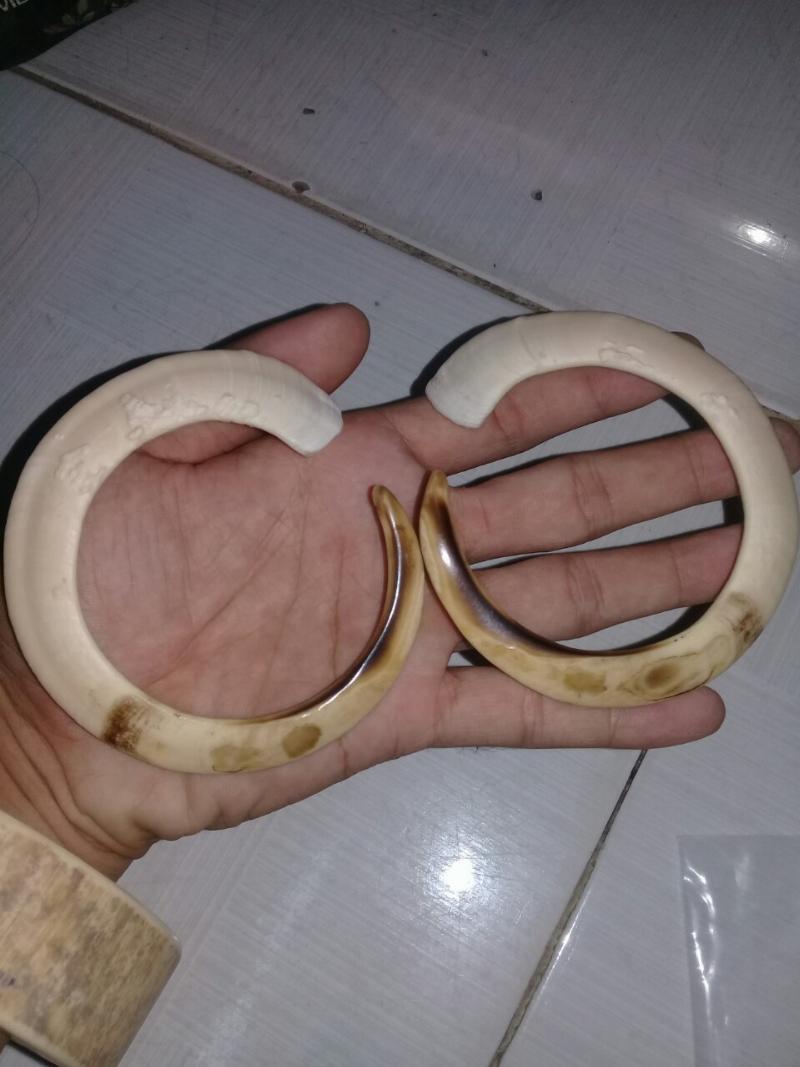 Răng nanh lợn rừng kích thước lớn được trưng bày