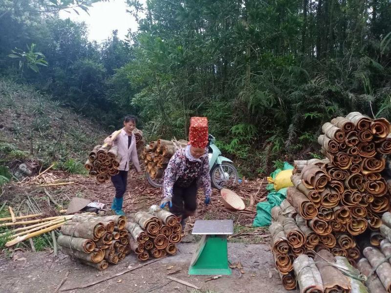 Voi dùng ngà bóc vỏ cây