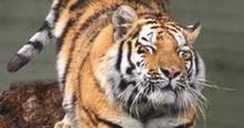 Phân biệt cao hổ thật và giả