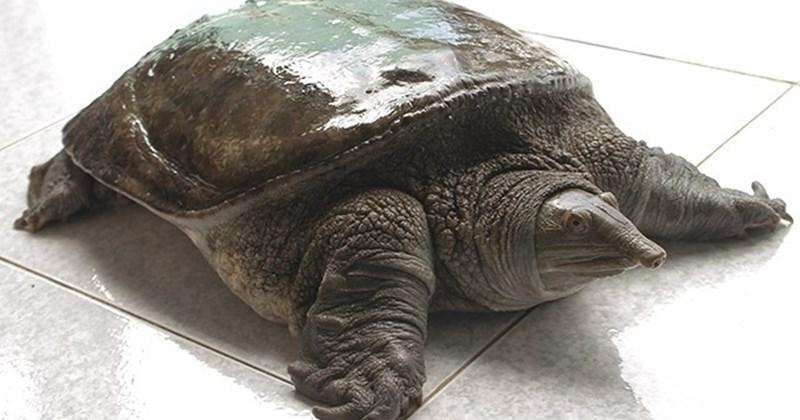 Cao Mai Ba Ba Công Dụng Thực Tế