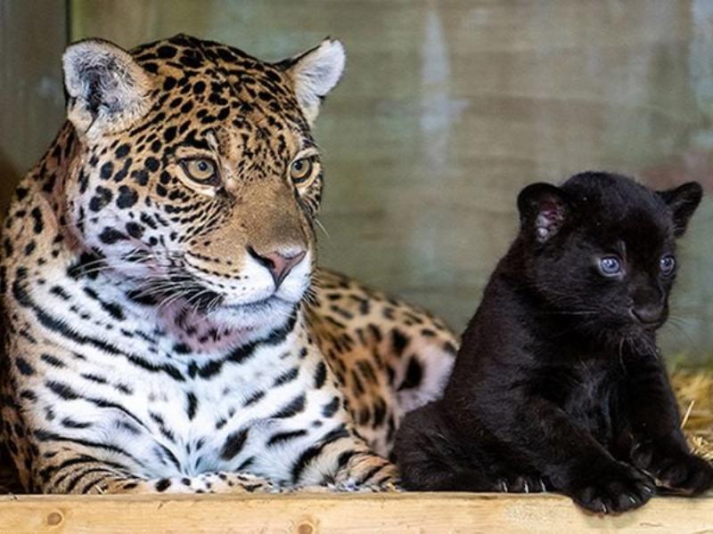 Cao xương báo và công dụng