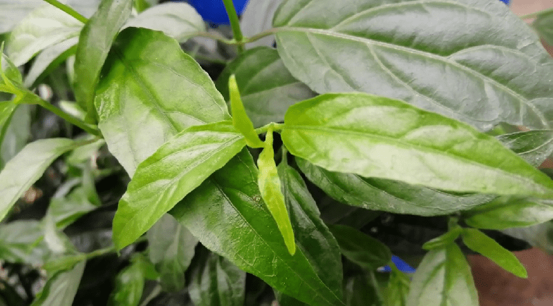 Cao xương khỉ ngâm rượu thuốc trong bình thủy tinh, một phương pháp sử dụng phổ biến