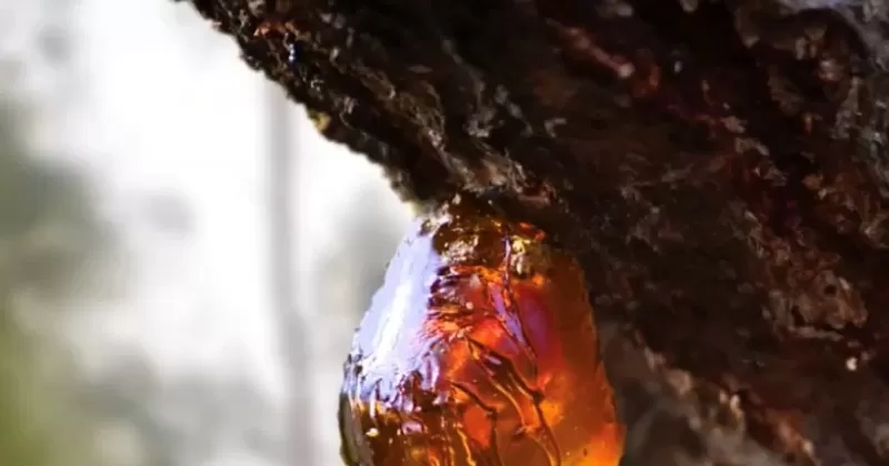 Đá hổ phách nguồn gốc hình thành từ nhựa cây hóa thạch lâu năm