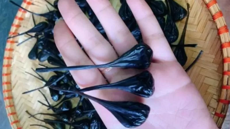 Mat ky da tự nhiên được tìm thấy trong ruột kỳ đà