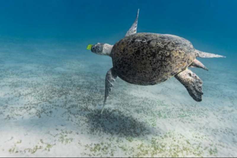 Rùa trong môi trường sống tự nhiên của chúng