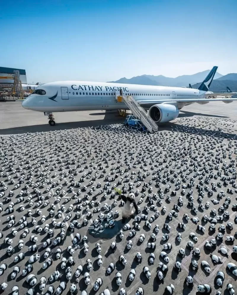 Hình ảnh gấu trong môi trường tự nhiên, thể hiện vẻ đẹp hoang dã và tầm quan trọng của việc bảo tồn