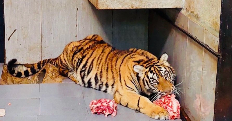 Giá cao hổ cốt thật và giả