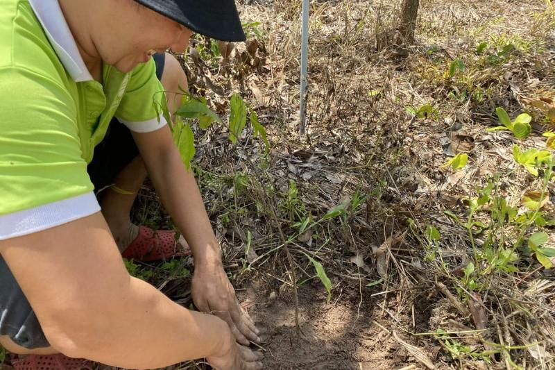 giấy phép khai thác trầm hương hợp pháp