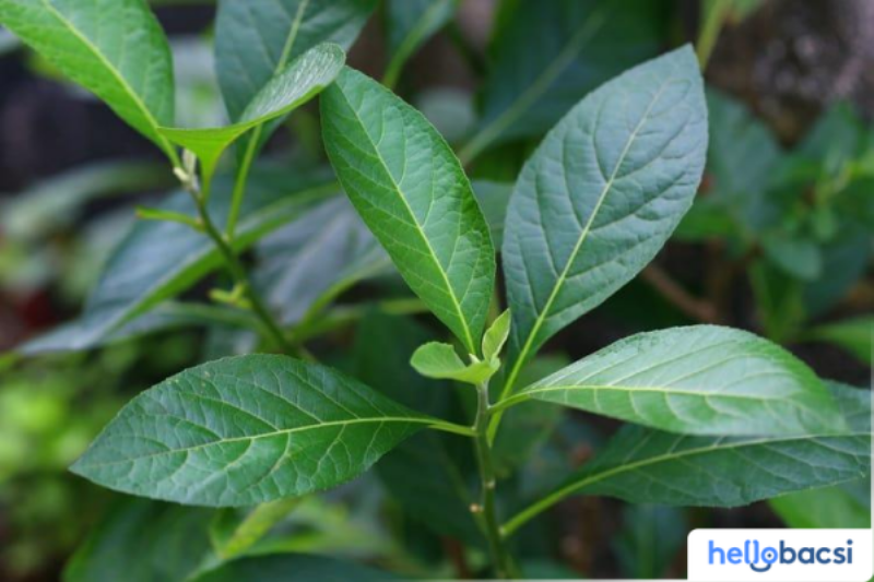 Mật gấu và huyết áp cao, cần thận trọng khi sử dụng