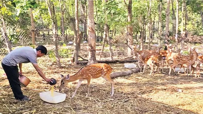 nuoi-huou-sao-lam-giau-ben-vung