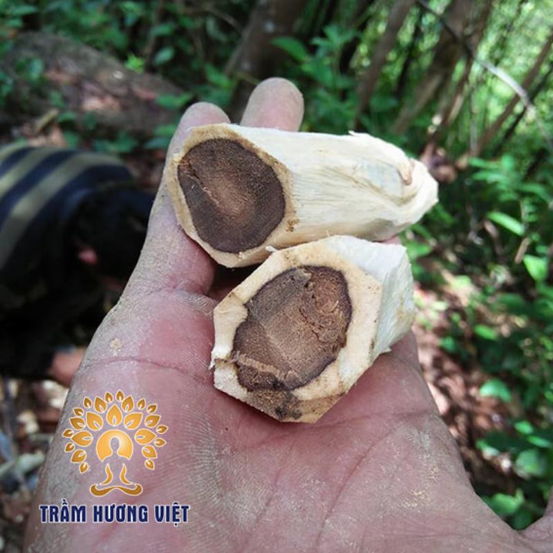 So sánh trực quan trầm sánh, kỳ nam và tốc