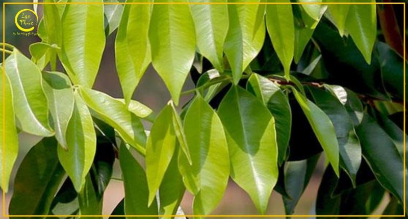 cach chon mua tra tram huong chat luong cao