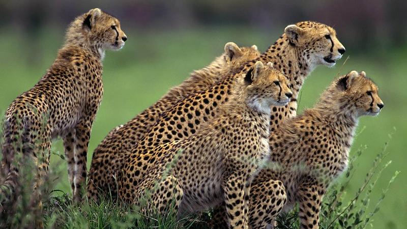 Luật bảo vệ động vật quý hiếm Việt Nam